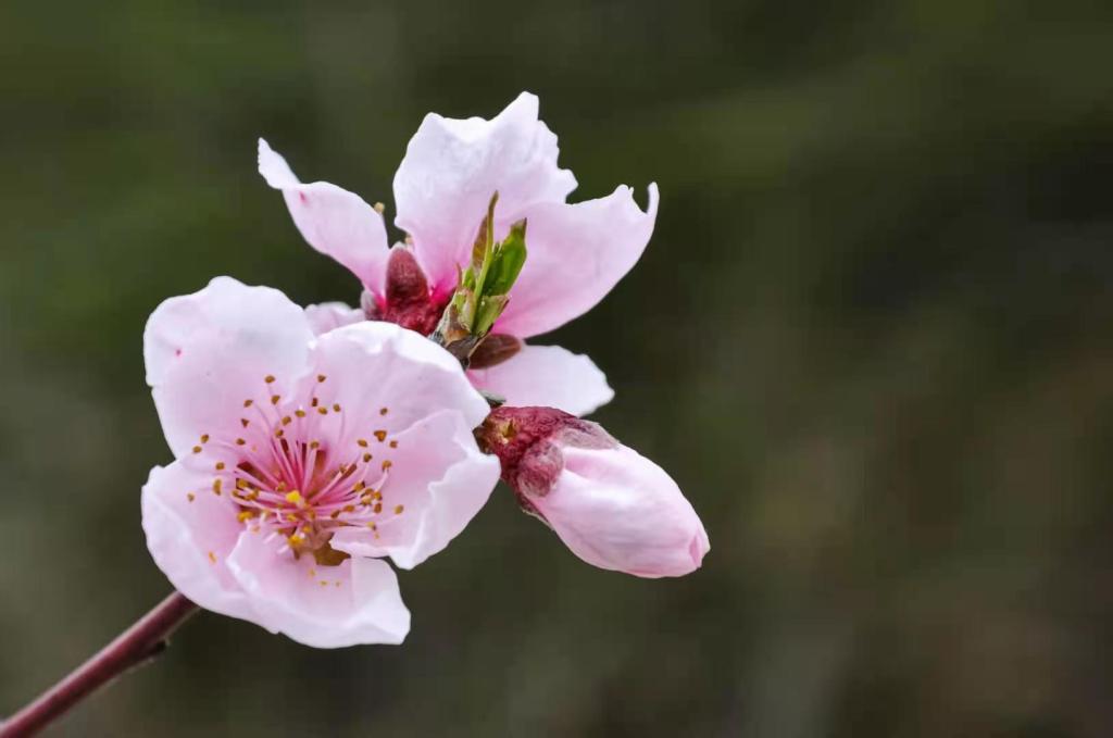 说明: https://boot-img.xuexi.cn/image/1006/process/c2fa52098d8f4387b6a74212d57121bb.jpg
